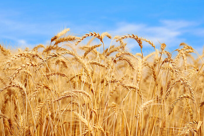 Punjab’s Crop Prospects Improve with Strong Wheat Output and Renewed Focus on Cotton